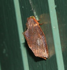 Apela