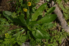 Plantago myosuros