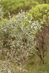 Colletia paradoxa