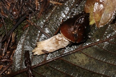 Cortinarius seidliae