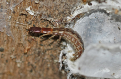 Raphidiidae