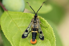 Synanthedon scoliaeformis