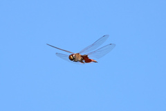 Tramea stenoloba