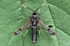 Synanthedon spheciformis