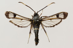 Synanthedon spheciformis