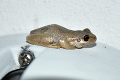 Litoria balatus