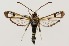 Synanthedon spheciformis