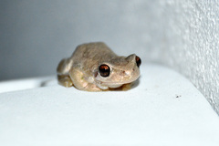 Litoria balatus
