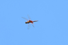 Tramea stenoloba
