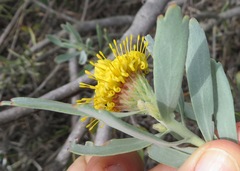 Leucospermum rodolentum