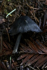 Entoloma serrulatum
