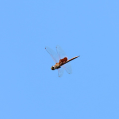 Tramea stenoloba