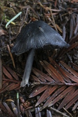 Entoloma serrulatum