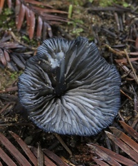 Entoloma serrulatum