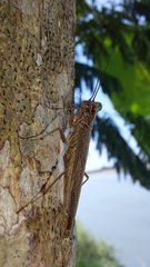 Mantoididae