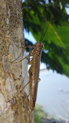 Mantoididae