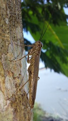 Mantoididae