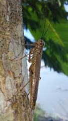 Mantoididae