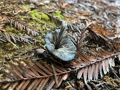 Entoloma serrulatum