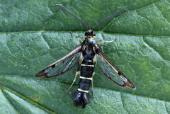 Synanthedon tipuliformis