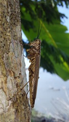 Mantoididae