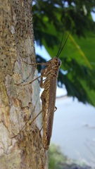 Mantoididae