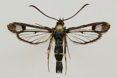 Synanthedon tipuliformis