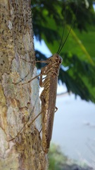 Mantoididae