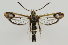 Synanthedon tipuliformis