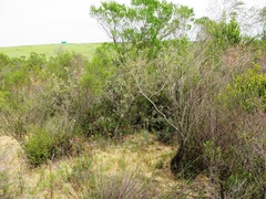 Leucospermum rodolentum