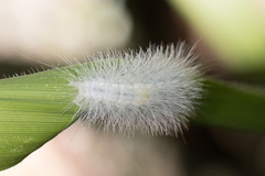 Arctiinae