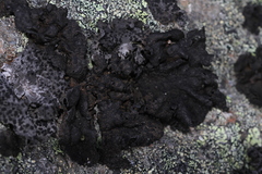 Umbilicaria hyperborea