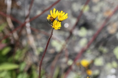 Pilosella piloselloides