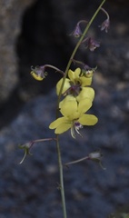 Verbascum capitis-viridis