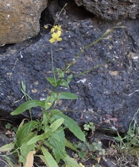 Verbascum capitis-viridis