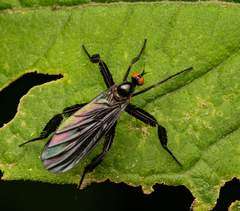Rhamphomyia longicauda