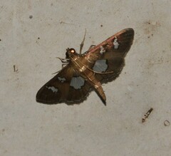 Phostria