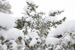 Pinus banksiana image