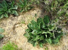 Lichtensteinia trifida