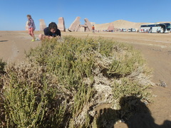 Halocnemum strobilaceum