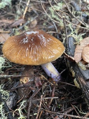 Cortinarius seidliae