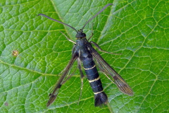 Synanthedon tipuliformis