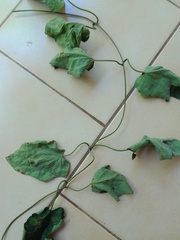 Stigmaphyllon palmatum