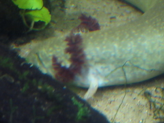 Ambystoma mexicanum
