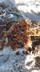 Sargassum fluitans