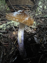 Cortinarius seidliae
