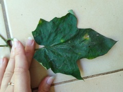 Stigmaphyllon palmatum