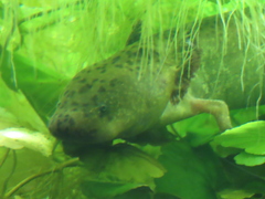 Ambystoma mexicanum