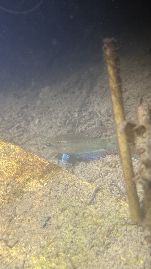 Croaking Gourami (Trichopsis vittata)
