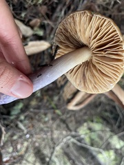 Cortinarius seidliae